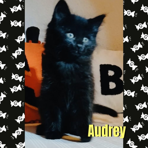 Audrey, a cat for adoption from Beartooth Humane Alliance