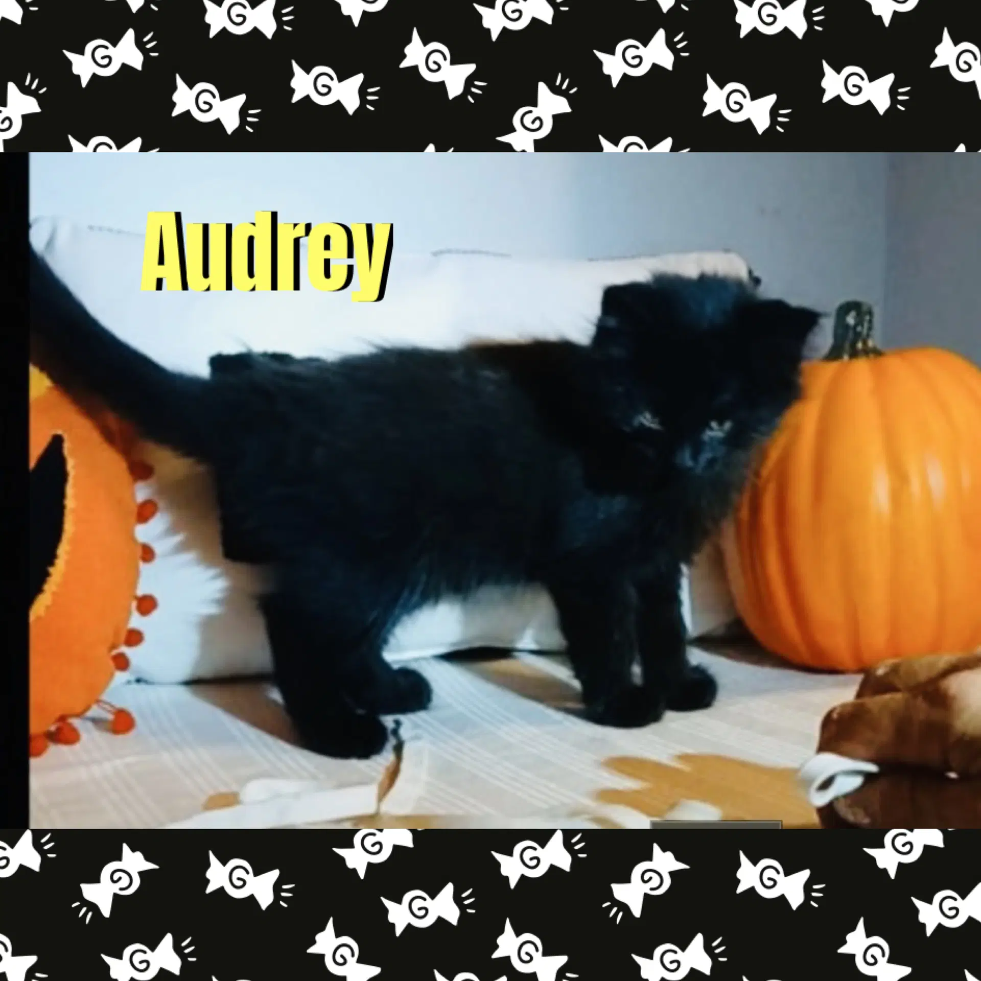 Audrey image 2