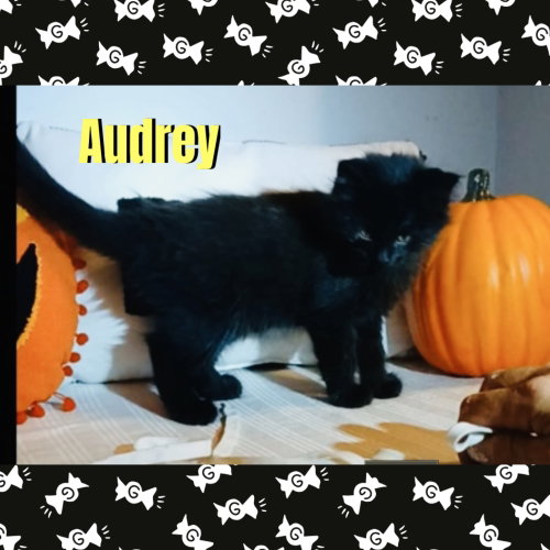 Photo 2 of Audrey