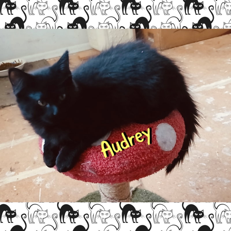 Audrey, photo 3