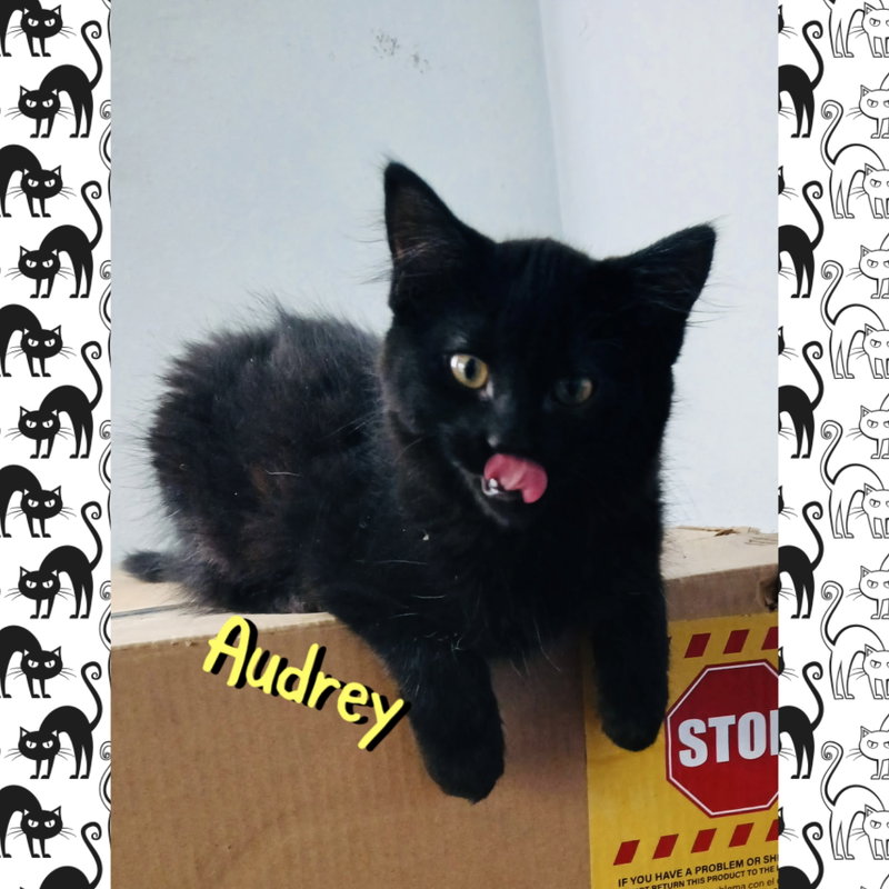 Audrey, photo 4