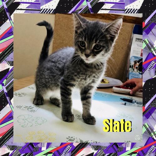 Slate, a cat for adoption from Beartooth Humane Alliance