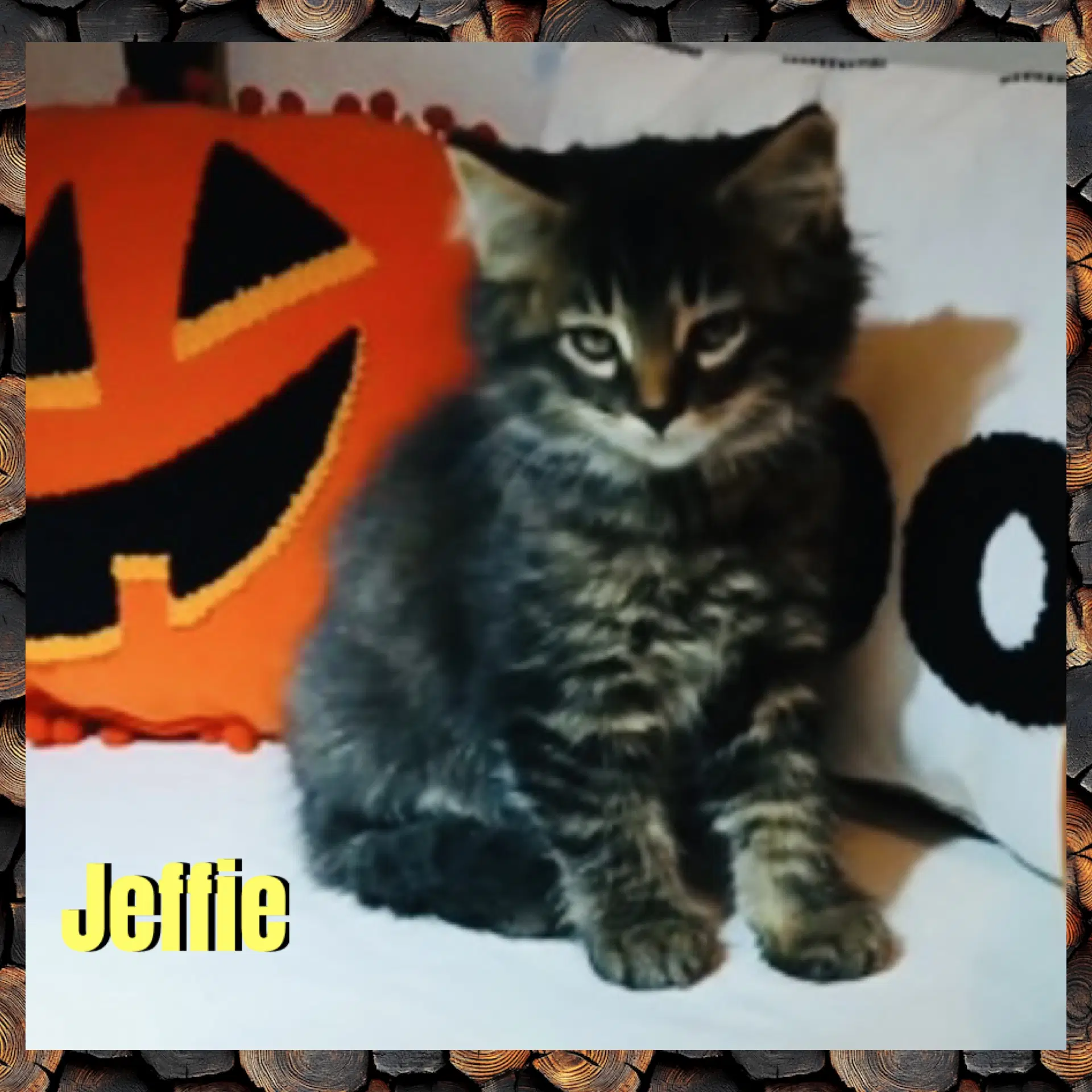Jeffie - Domestic Long Hair