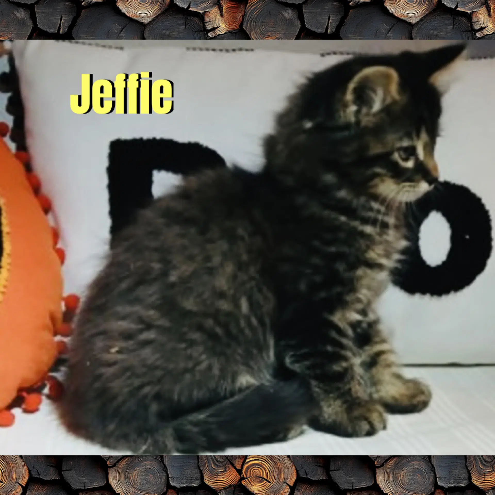Jeffie image 2