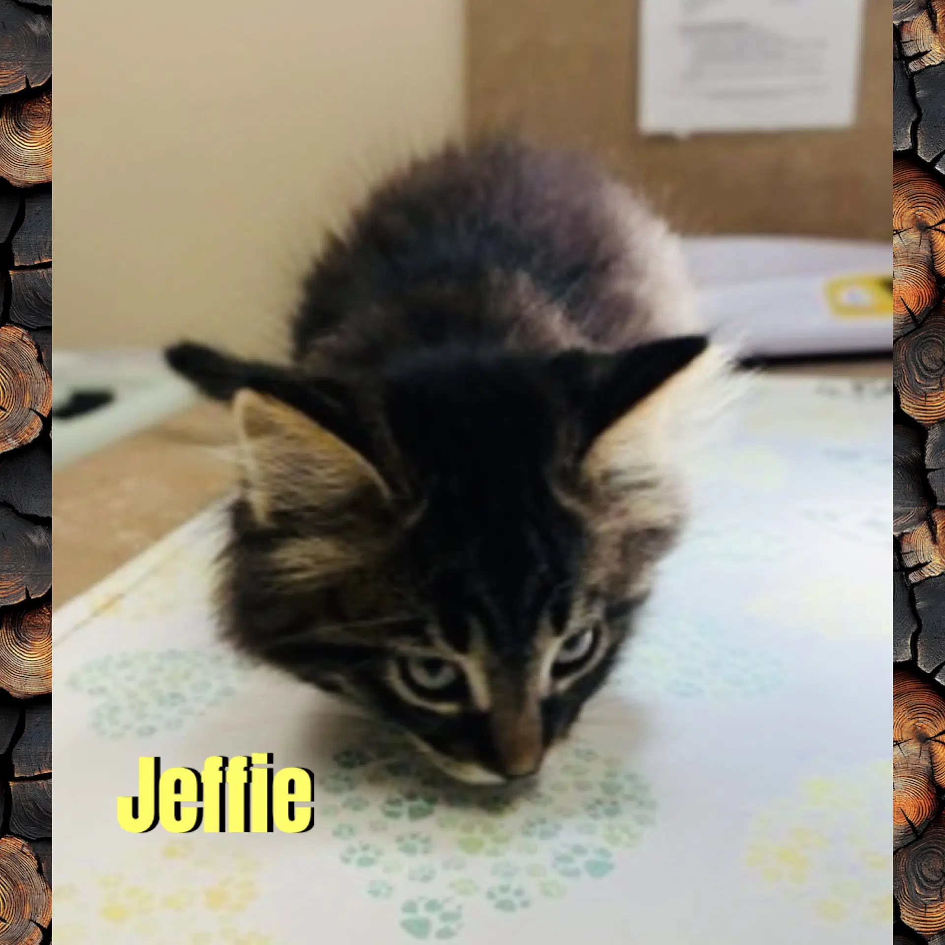 Jeffie image 3