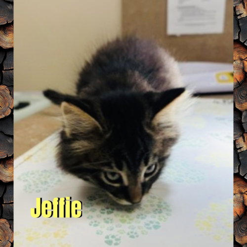 Photo 3 of Jeffie