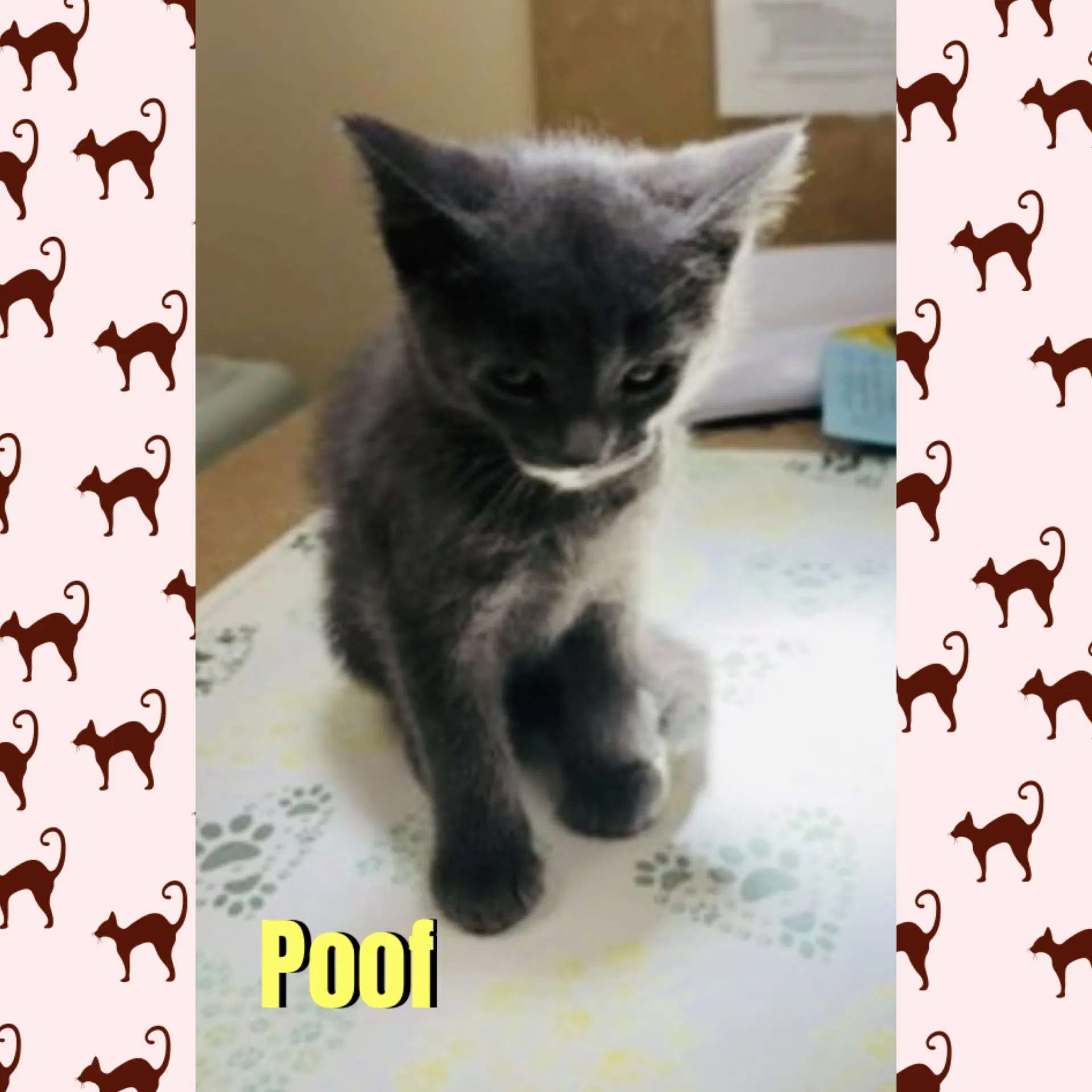 Poof - Domestic Short Hair