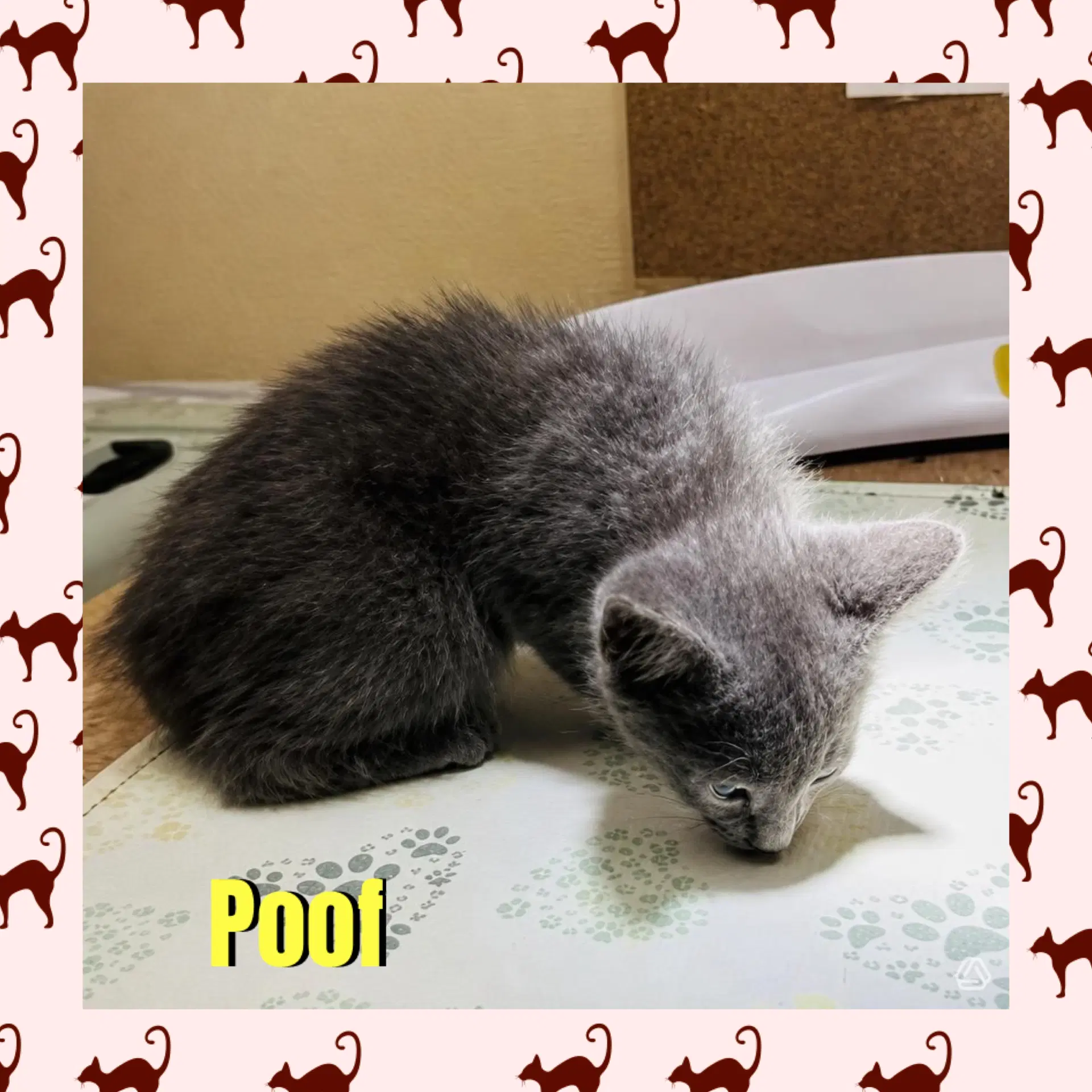 Poof image 2
