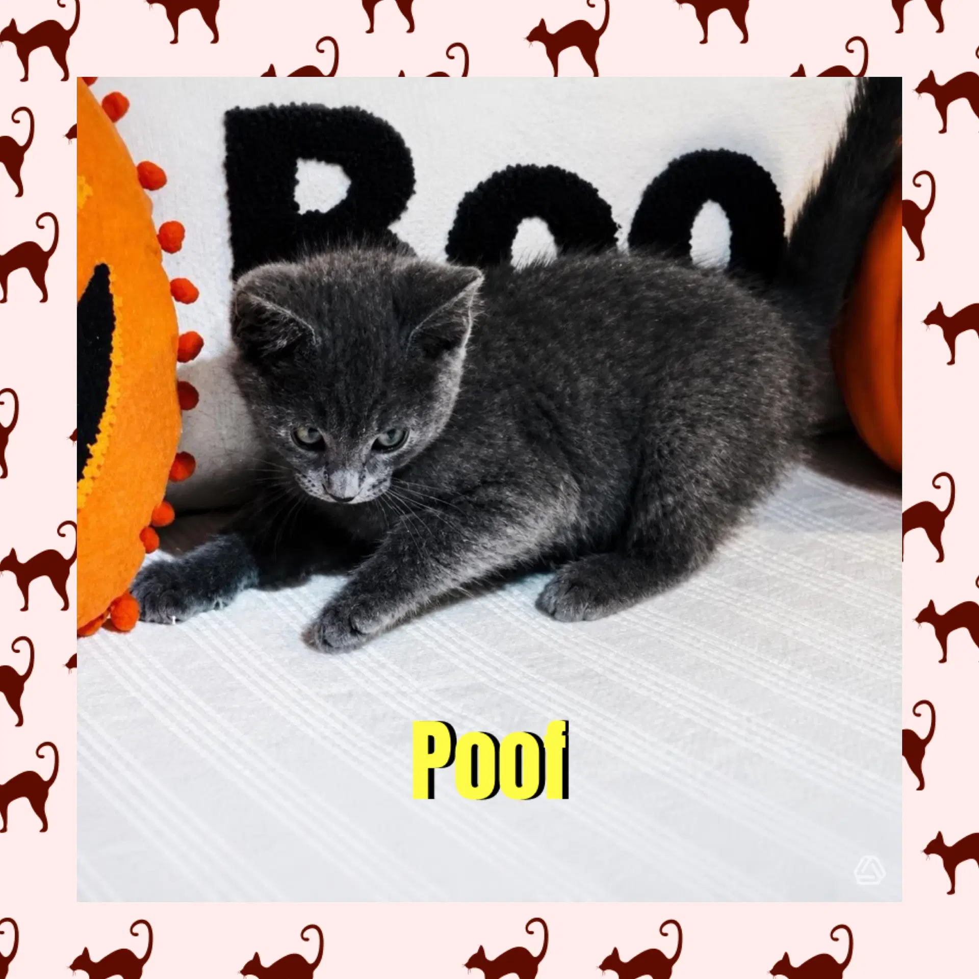 Poof image 4