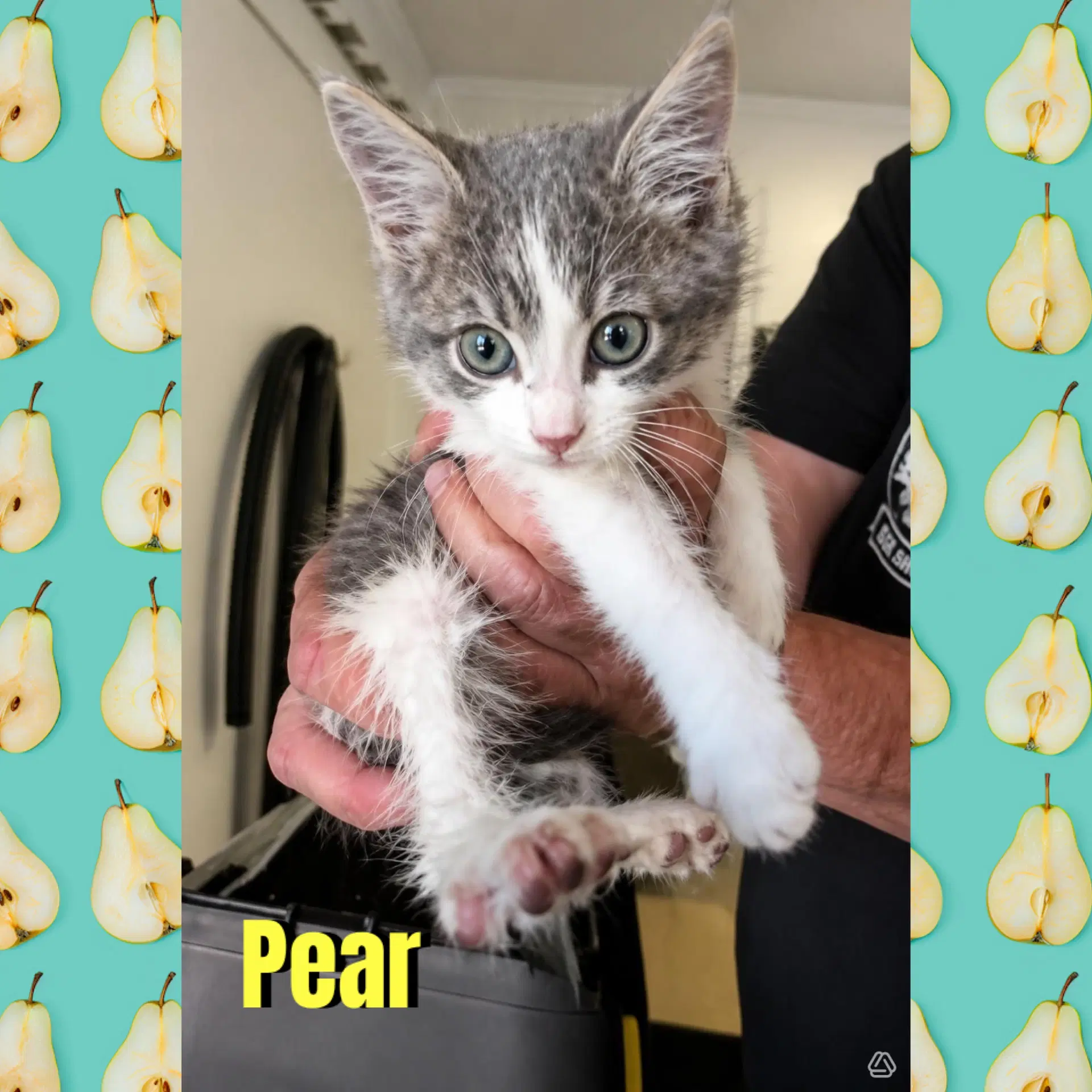 Pear - Domestic Short Hair