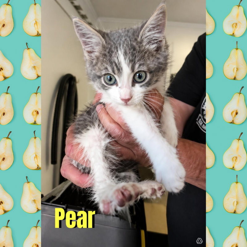 Pear, a male kitten up for adoption