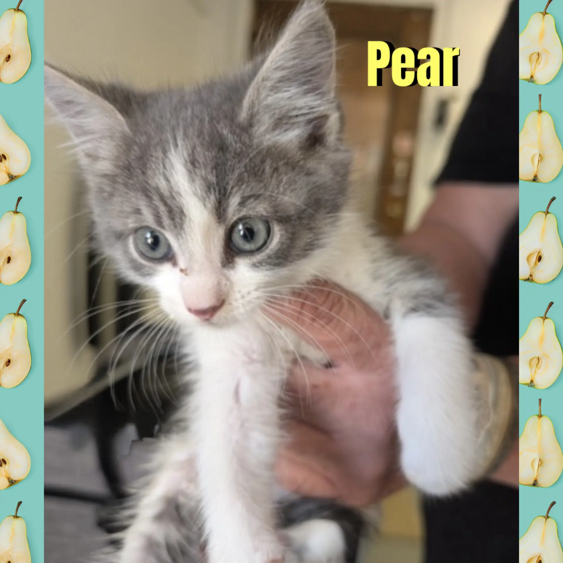 Pear image 2