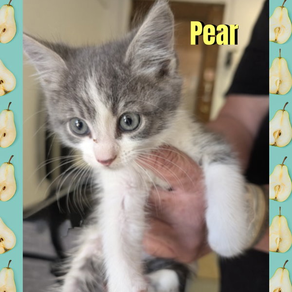 Pear