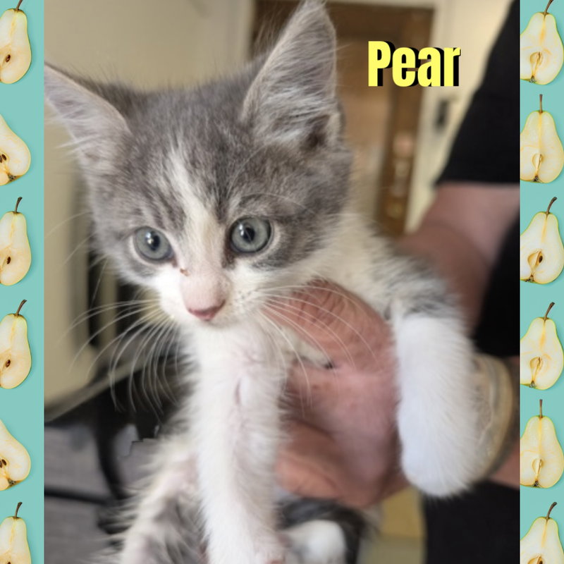 Pear, photo 2