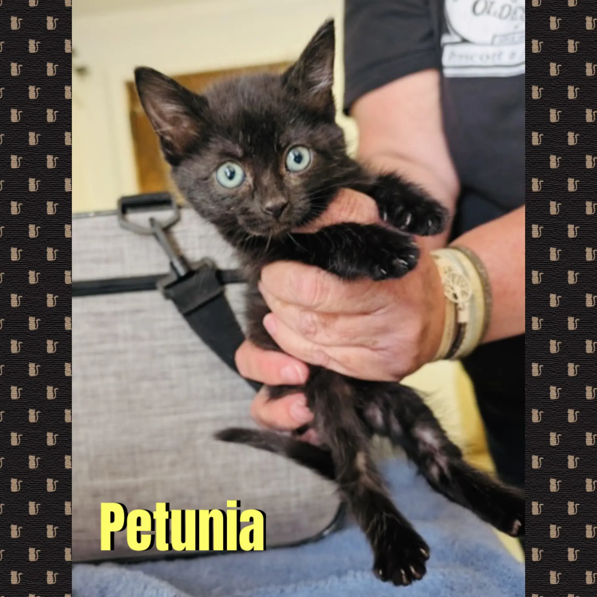 Petunia - Domestic Medium Hair