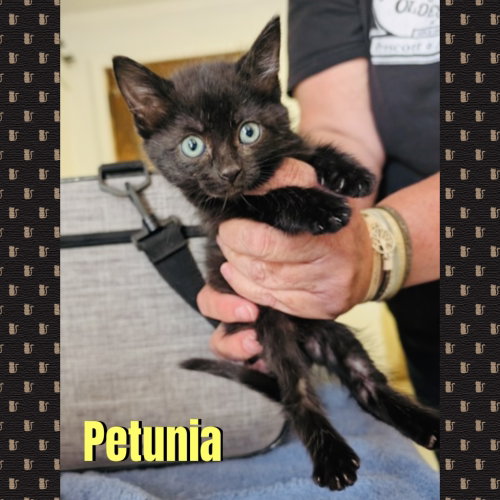 Petunia, a cat for adoption from Beartooth Humane Alliance