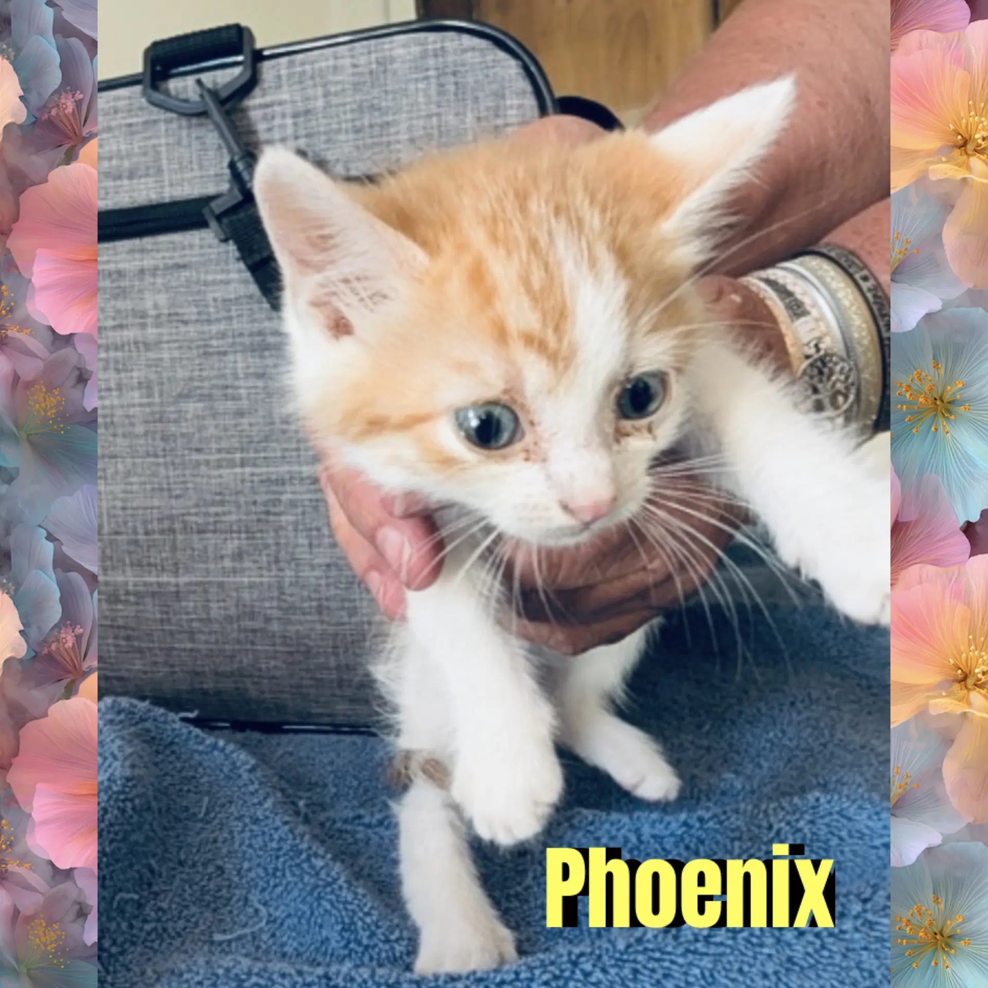 Phoenix - Domestic Medium Hair