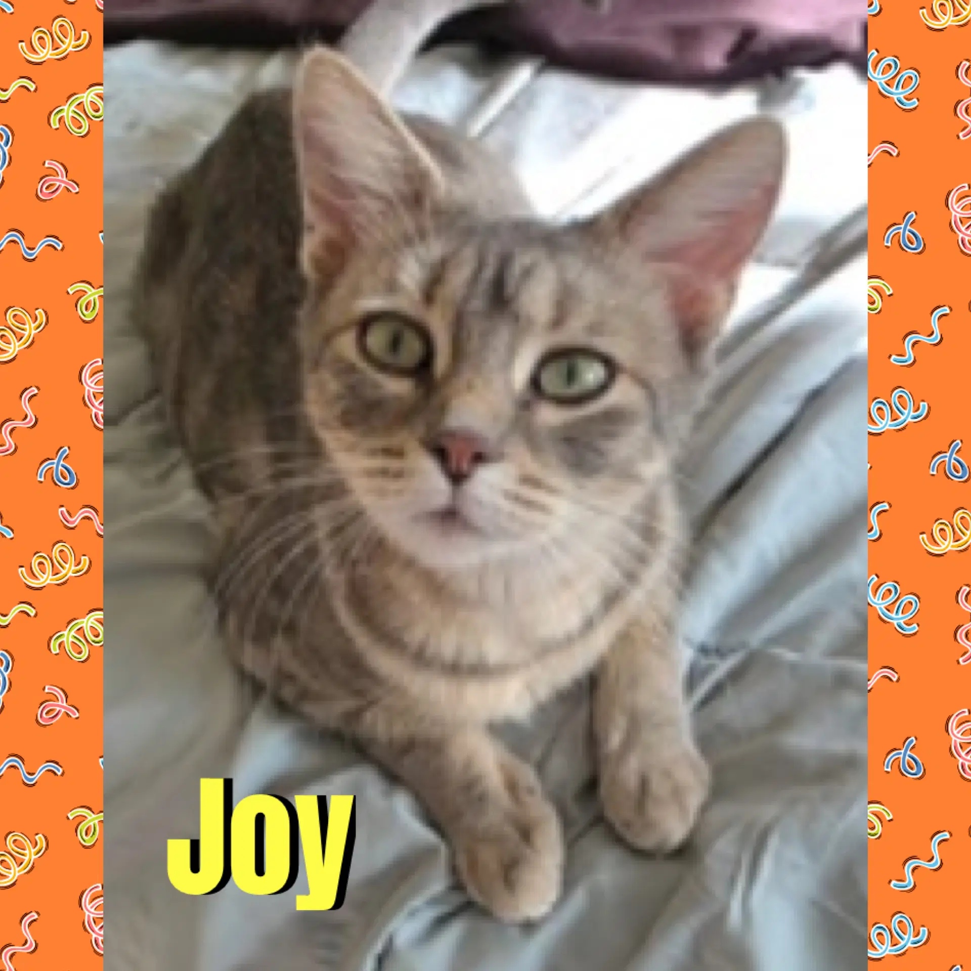 Joy - Domestic Short Hair