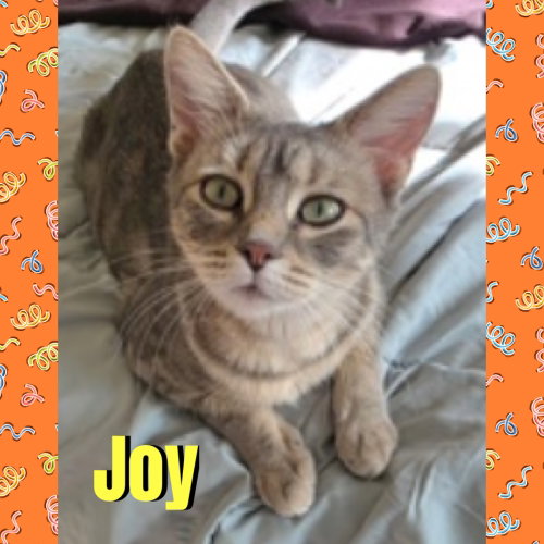 Joy, a cat for adoption from Beartooth Humane Alliance