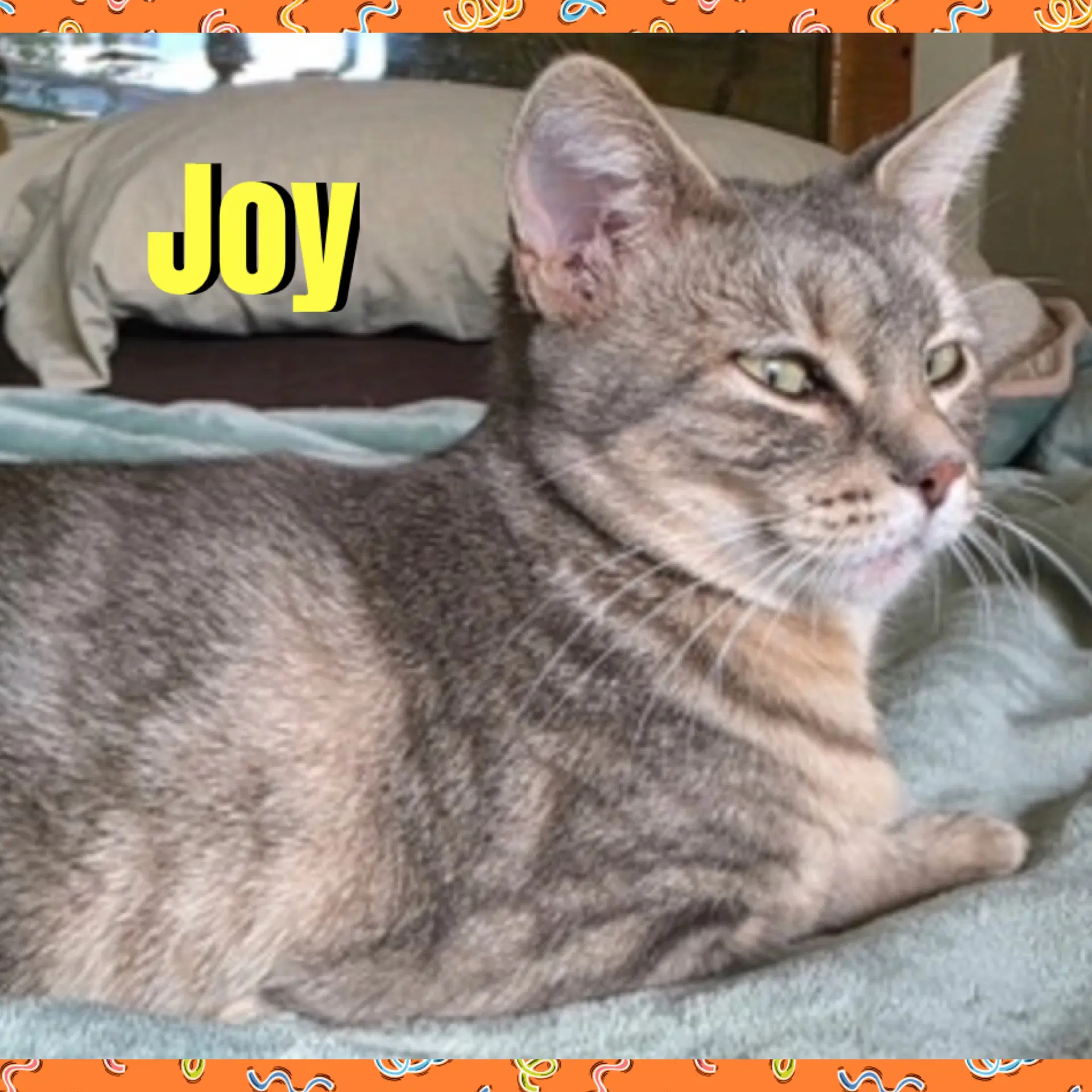 Joy image 3