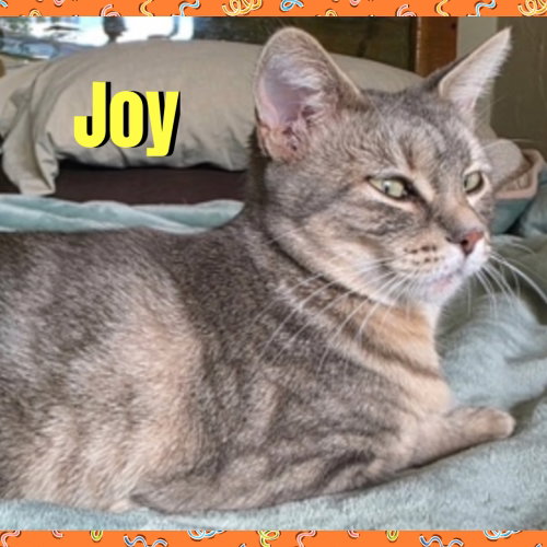 Photo 3 of Joy