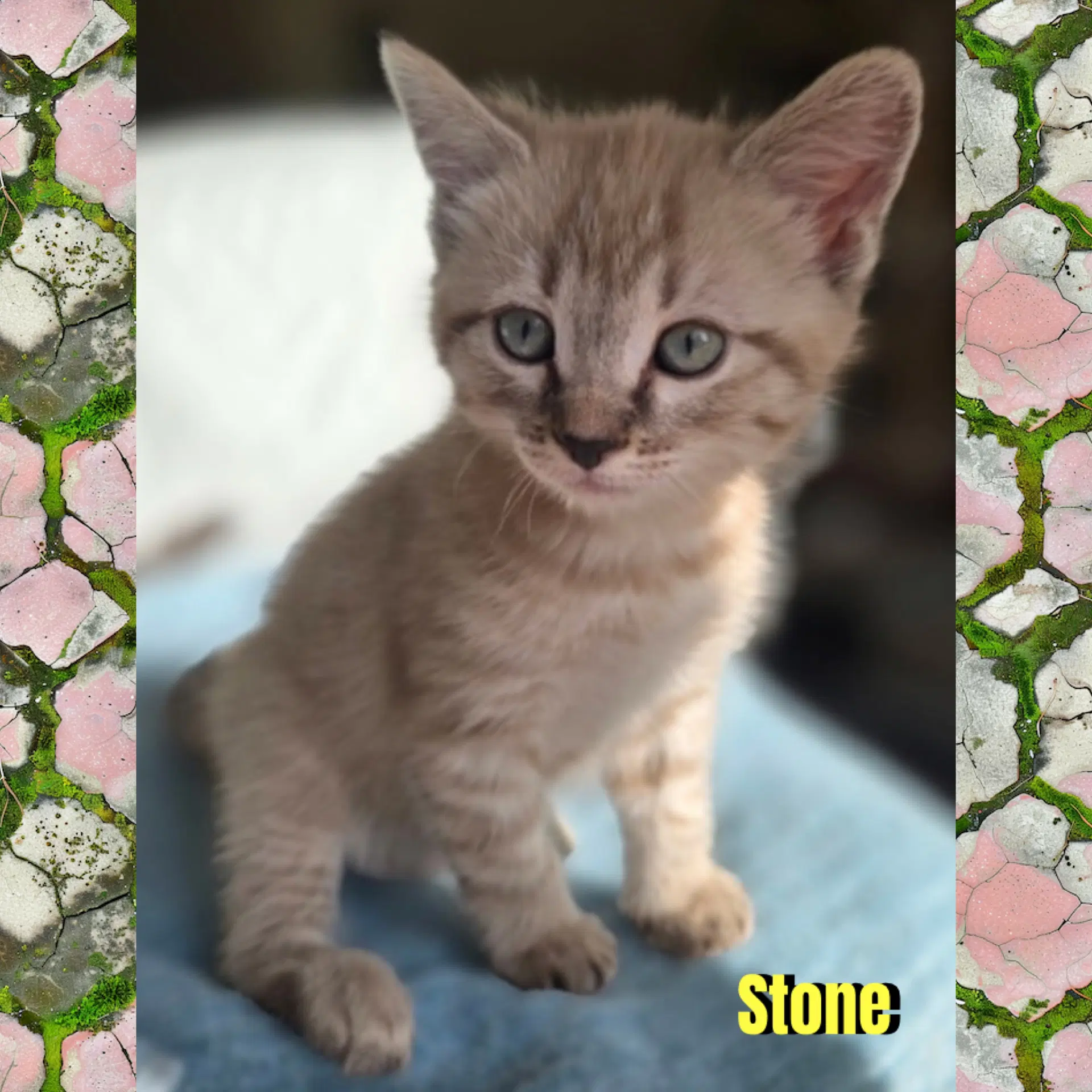 Stone - Domestic Short Hair