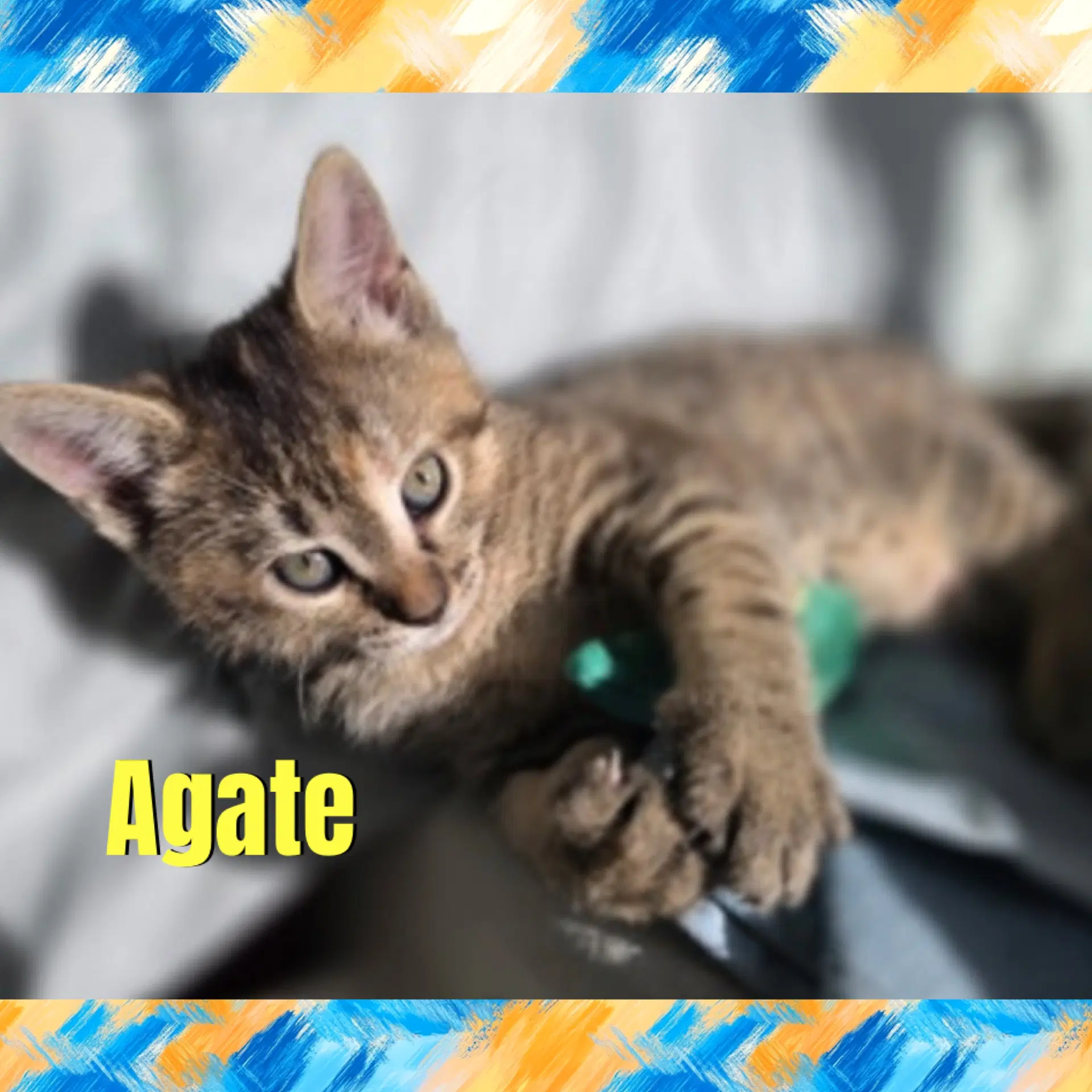 Agate - Domestic Short Hair