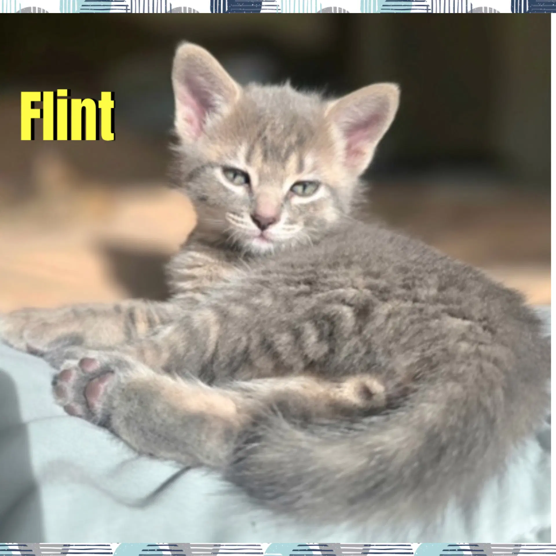 Flint - Domestic Short Hair
