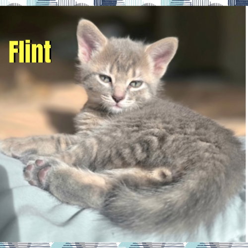 Flint, a cat for adoption from Beartooth Humane Alliance