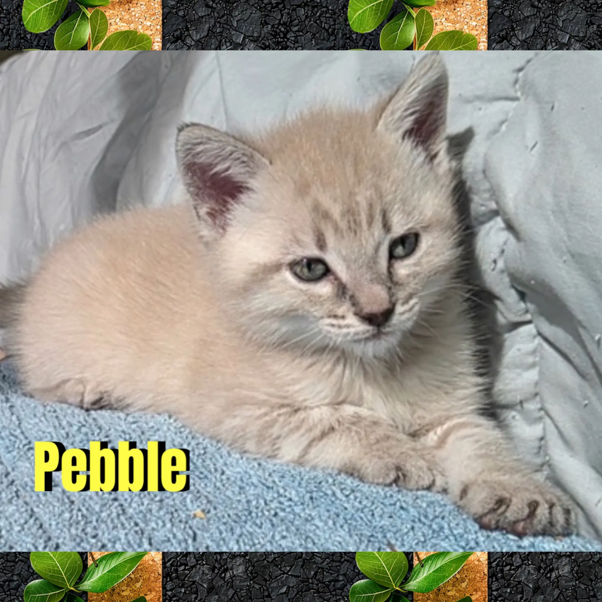 Pebble - Domestic Short Hair