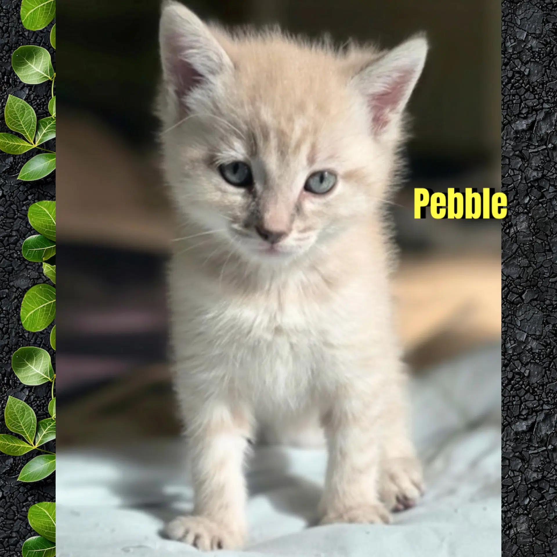 Pebble image 2