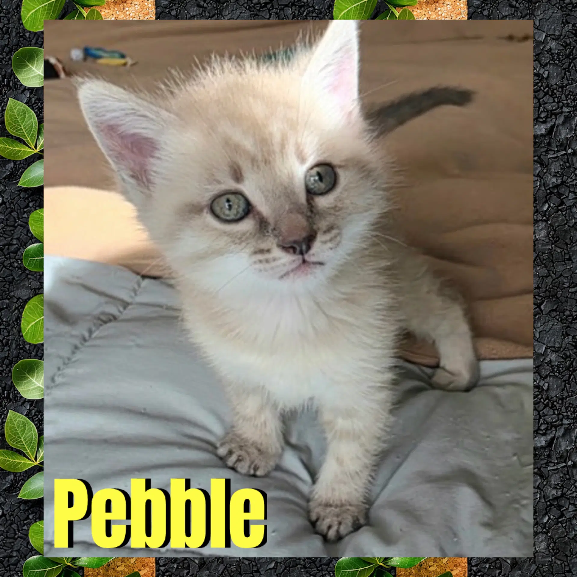 Pebble image 3