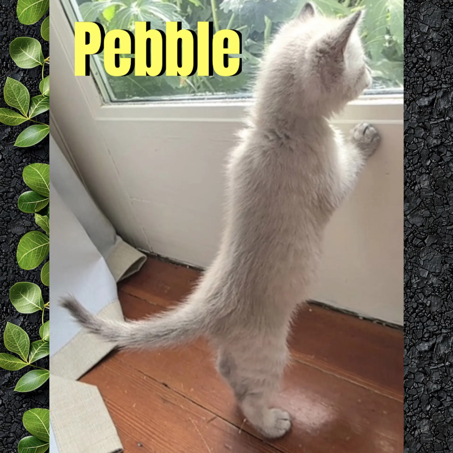 Pebble image 4