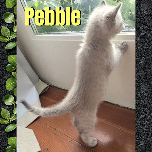 Pebble