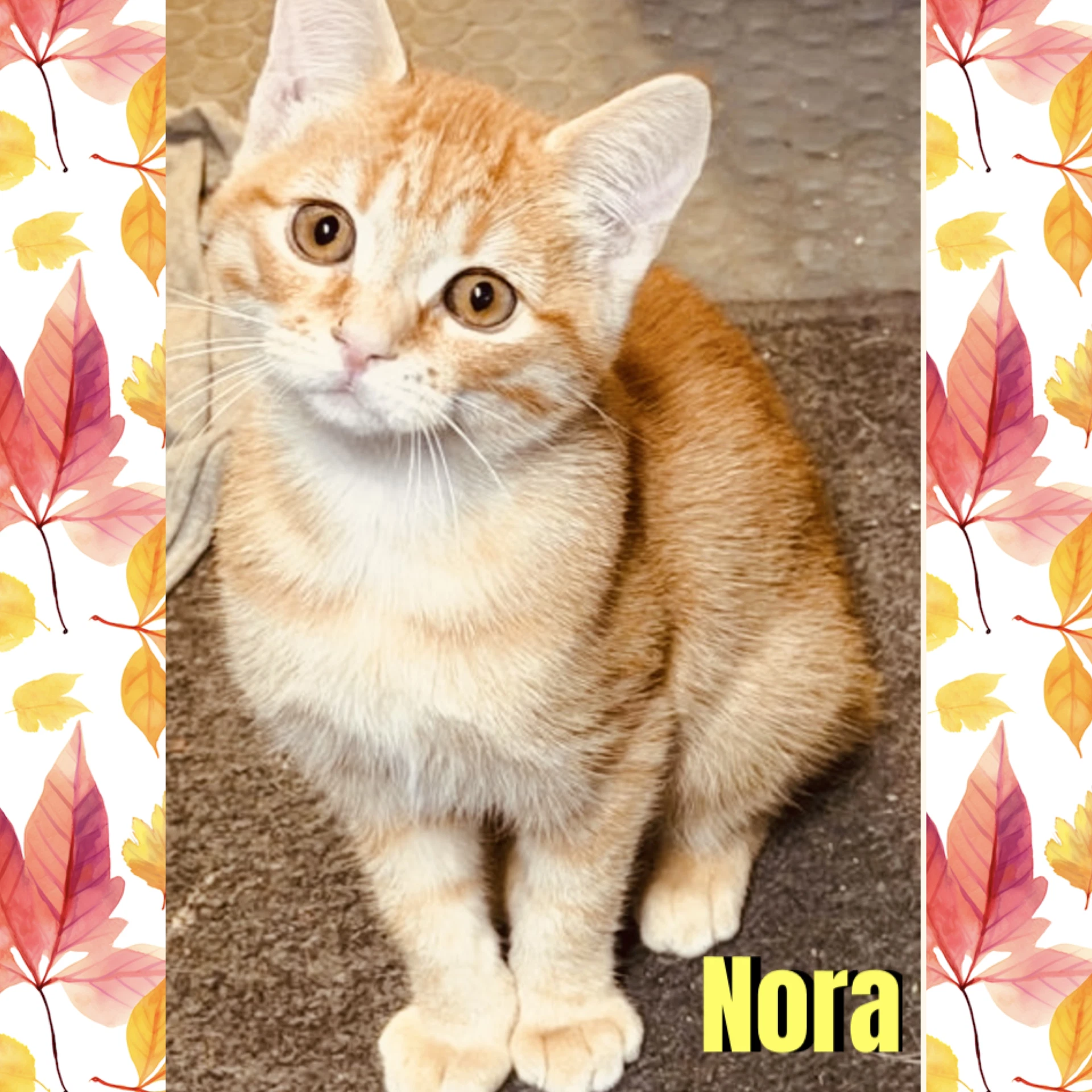 Nora