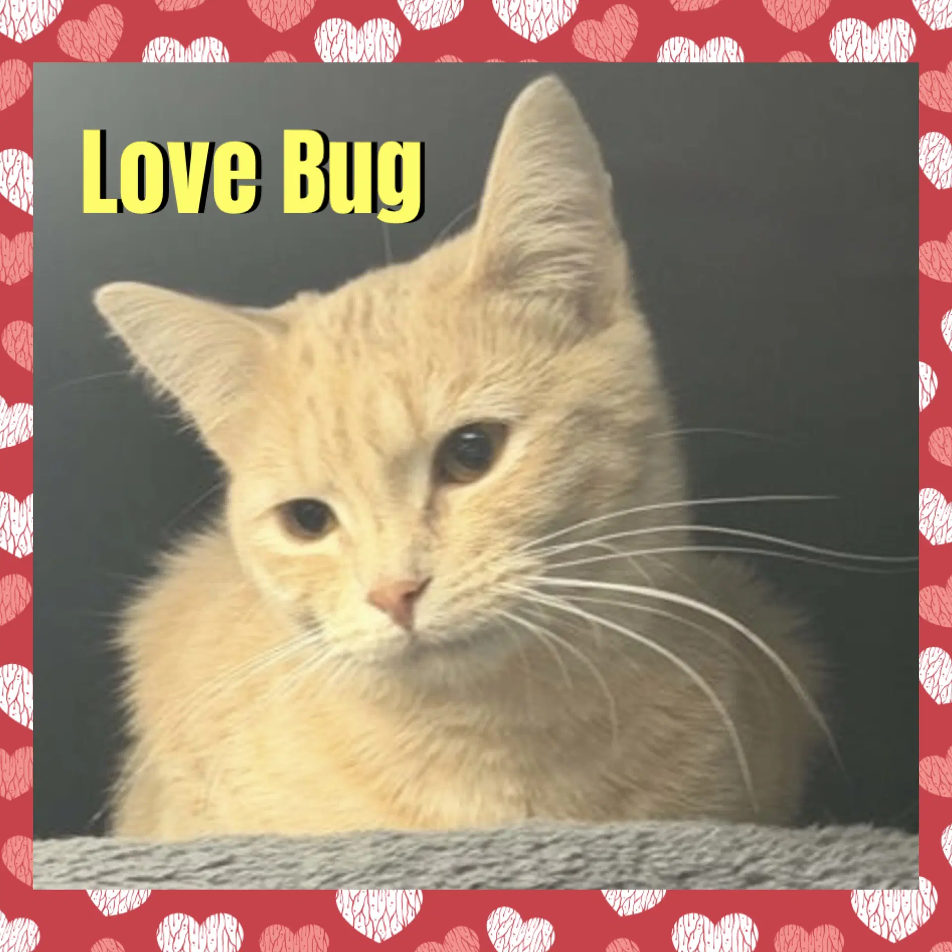 Love Bug - Domestic Short Hair