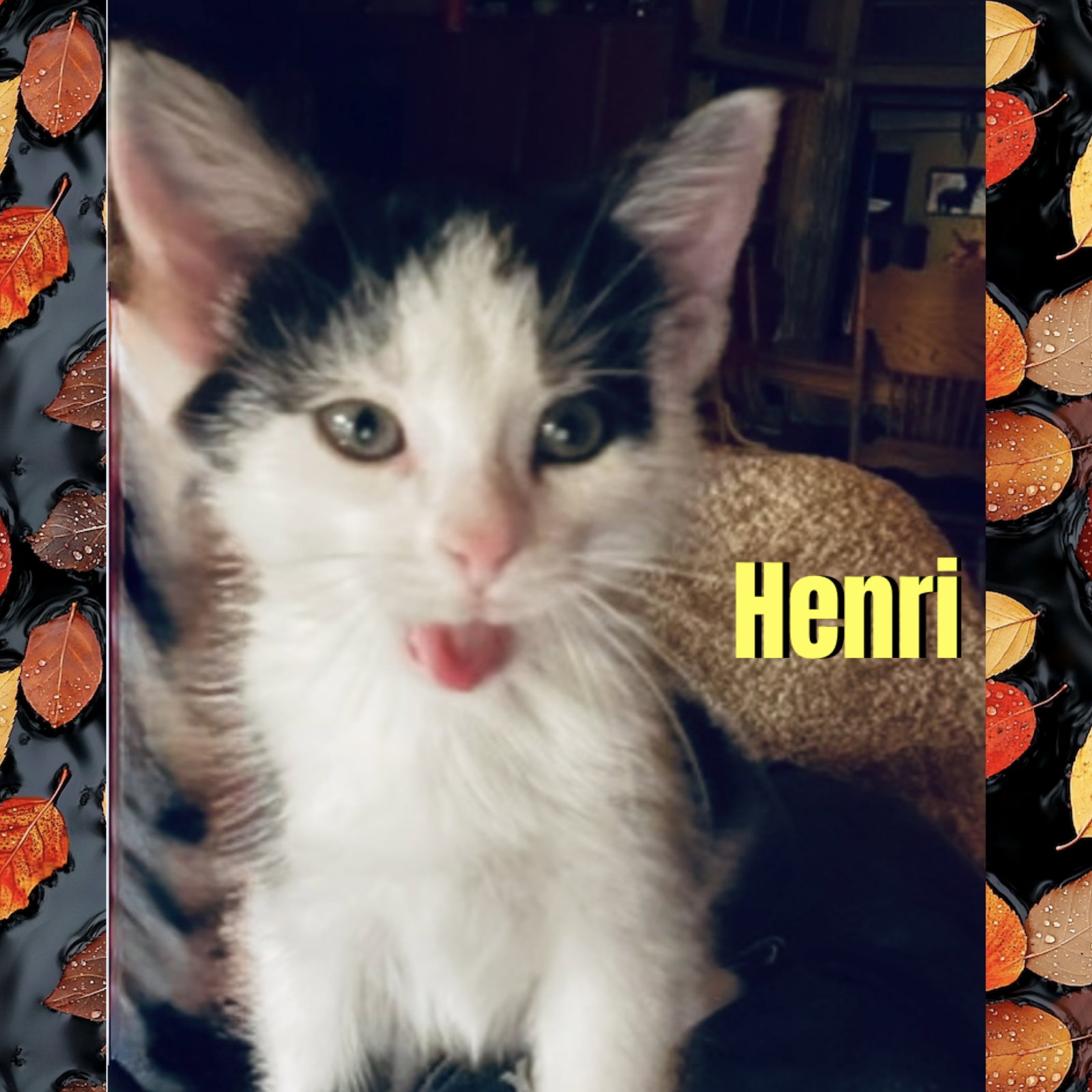 Henri, Domestic Short Hair