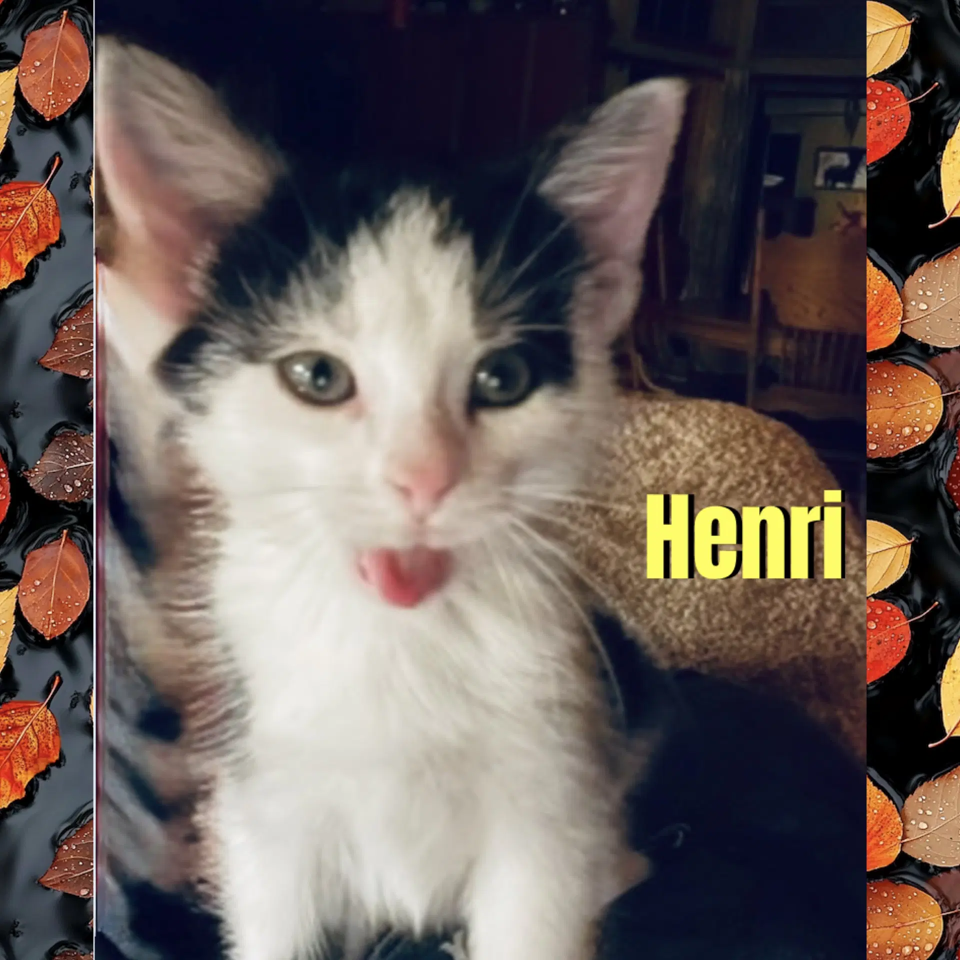 Henri - Domestic Short Hair
