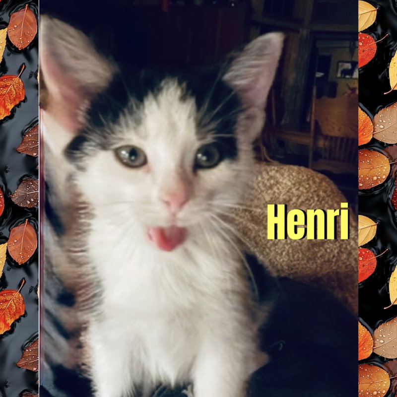 Henri, a male kitten up for adoption