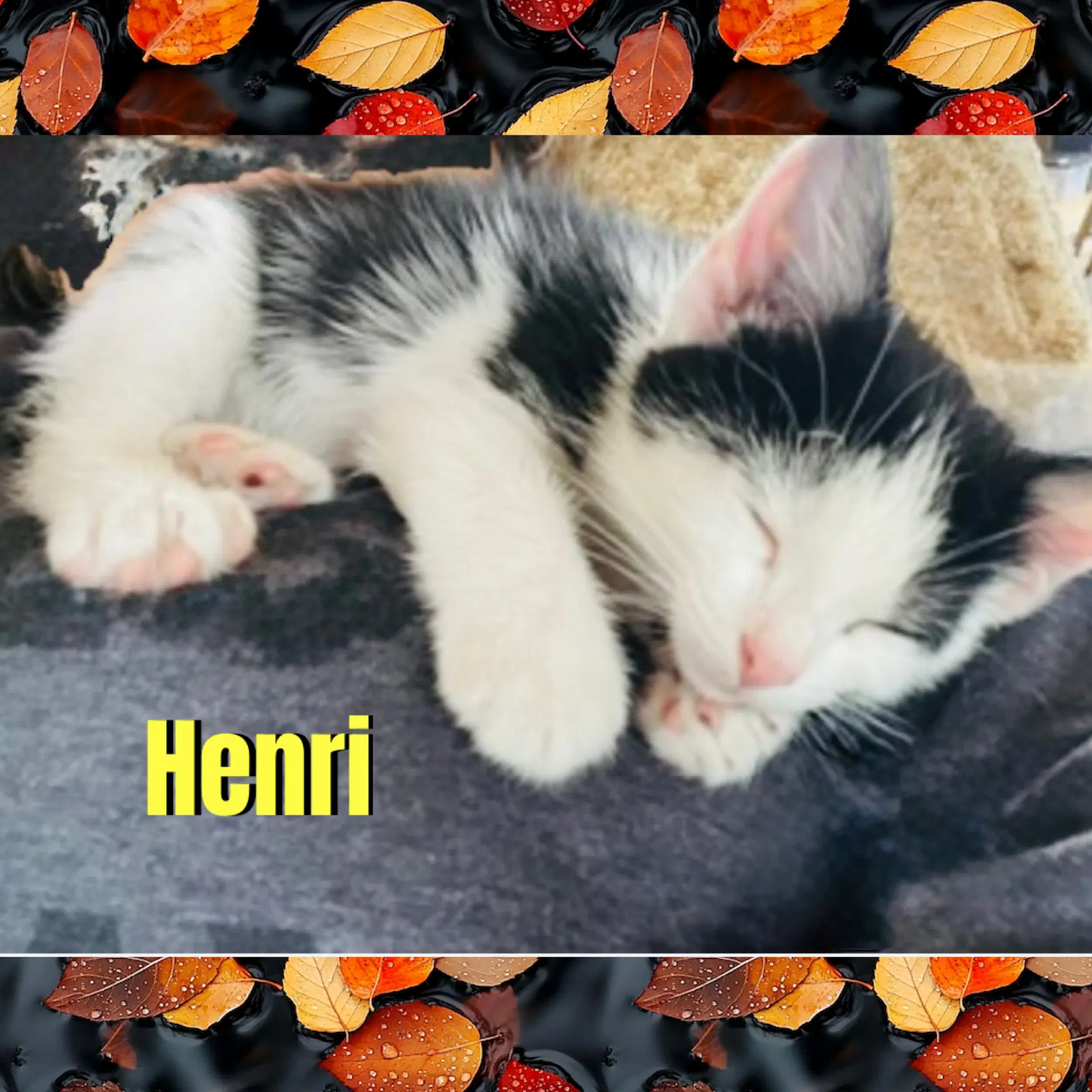 Henri image 2