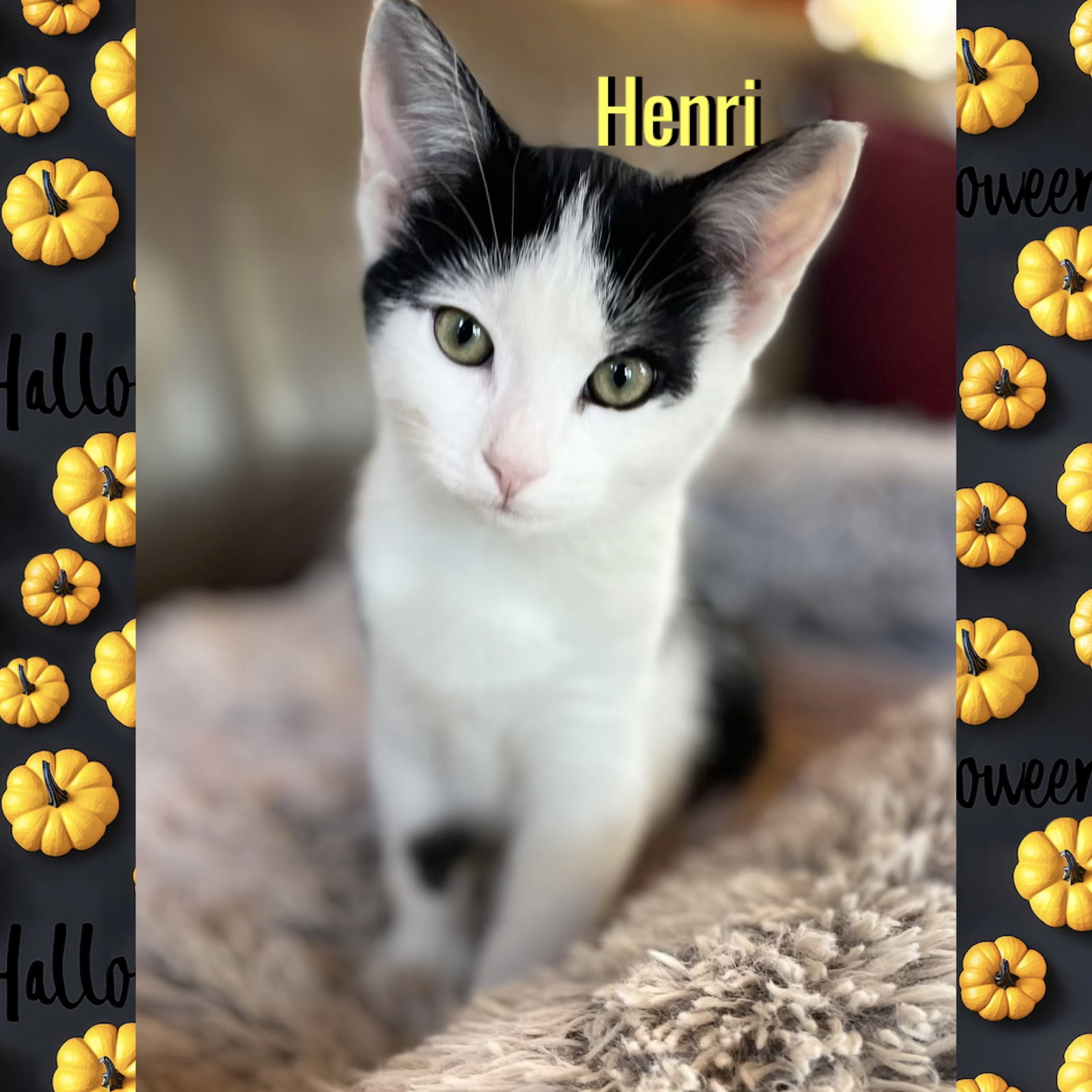 Henri, photo 3