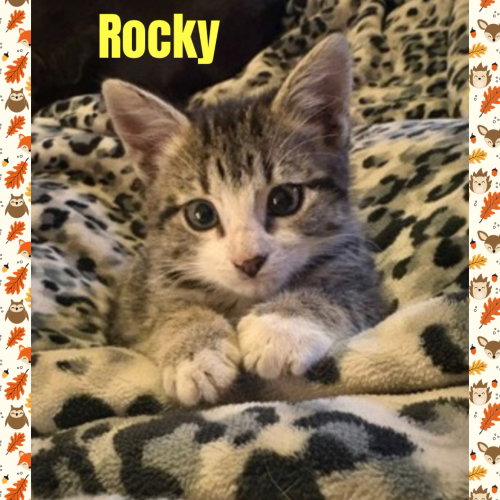 Rocky, a cat for adoption from Beartooth Humane Alliance