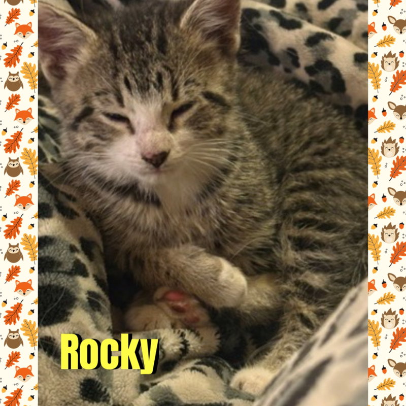Rocky, photo 2