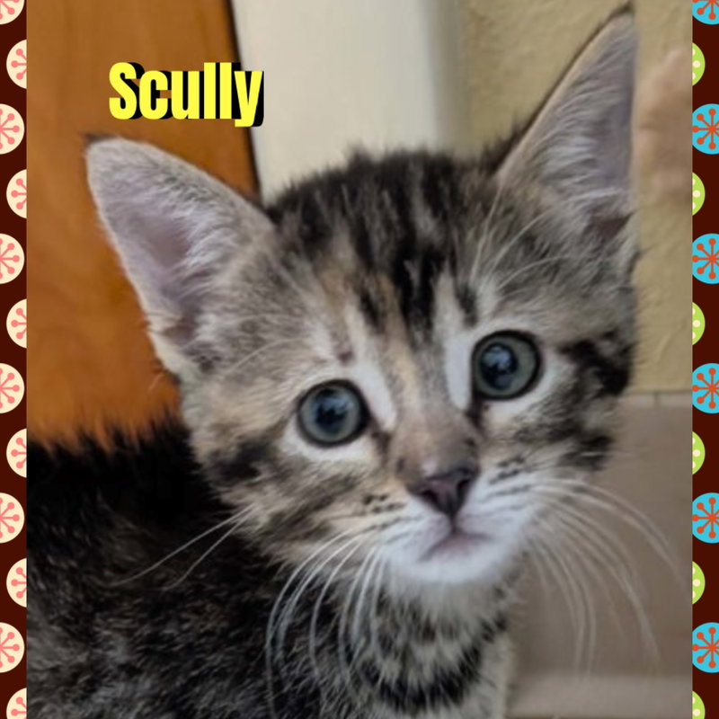 Scully, a female kitten up for adoption