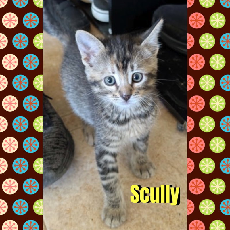 Scully, photo 3