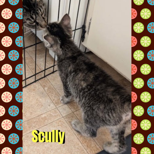 Photo 4 of Scully