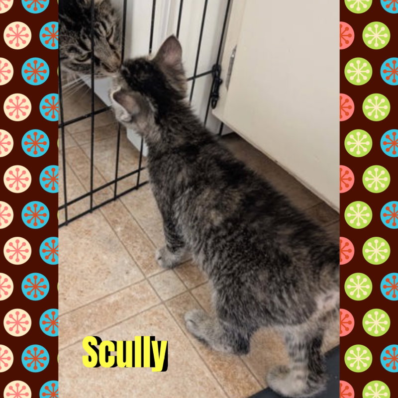 Scully, photo 4