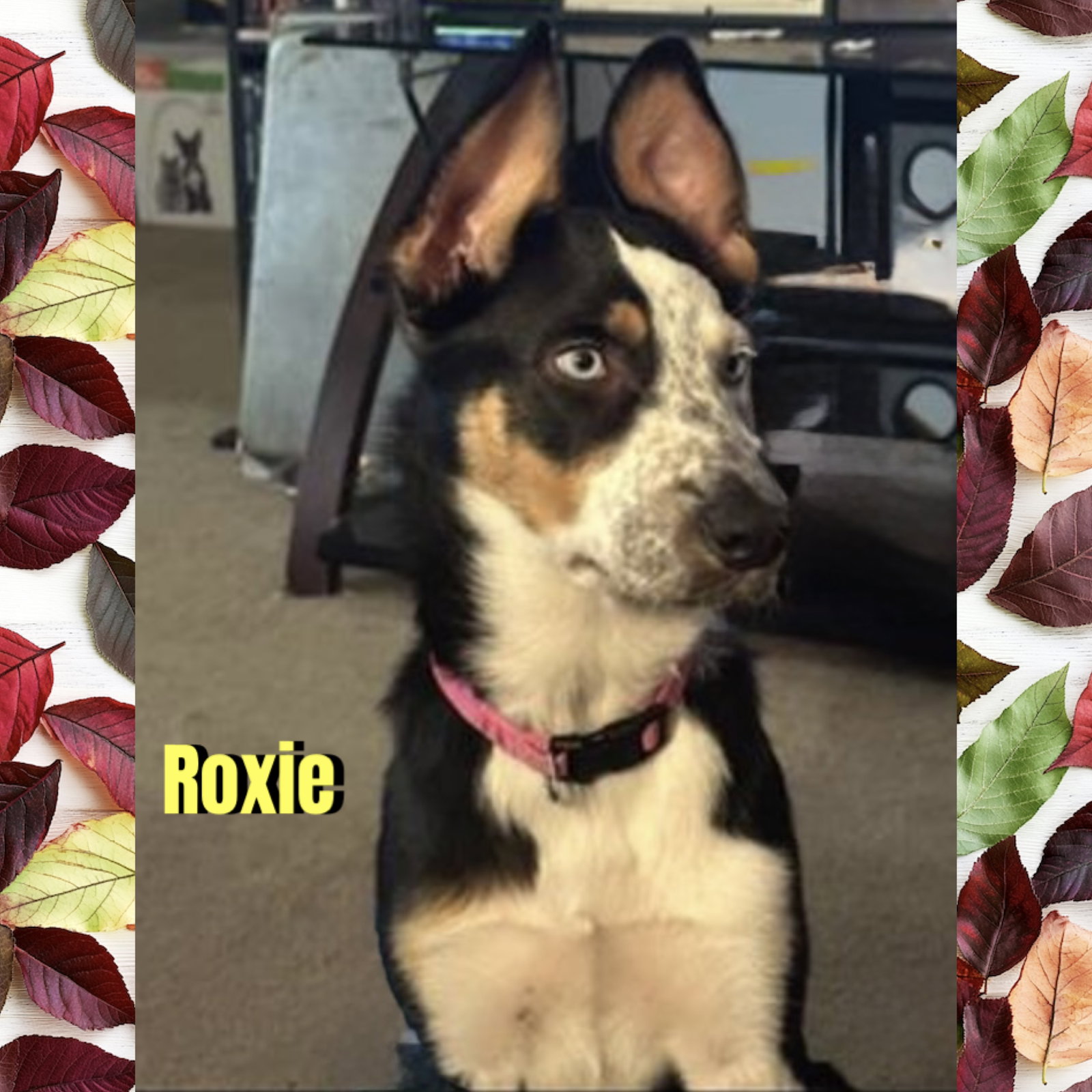 Roxie, Border Collie