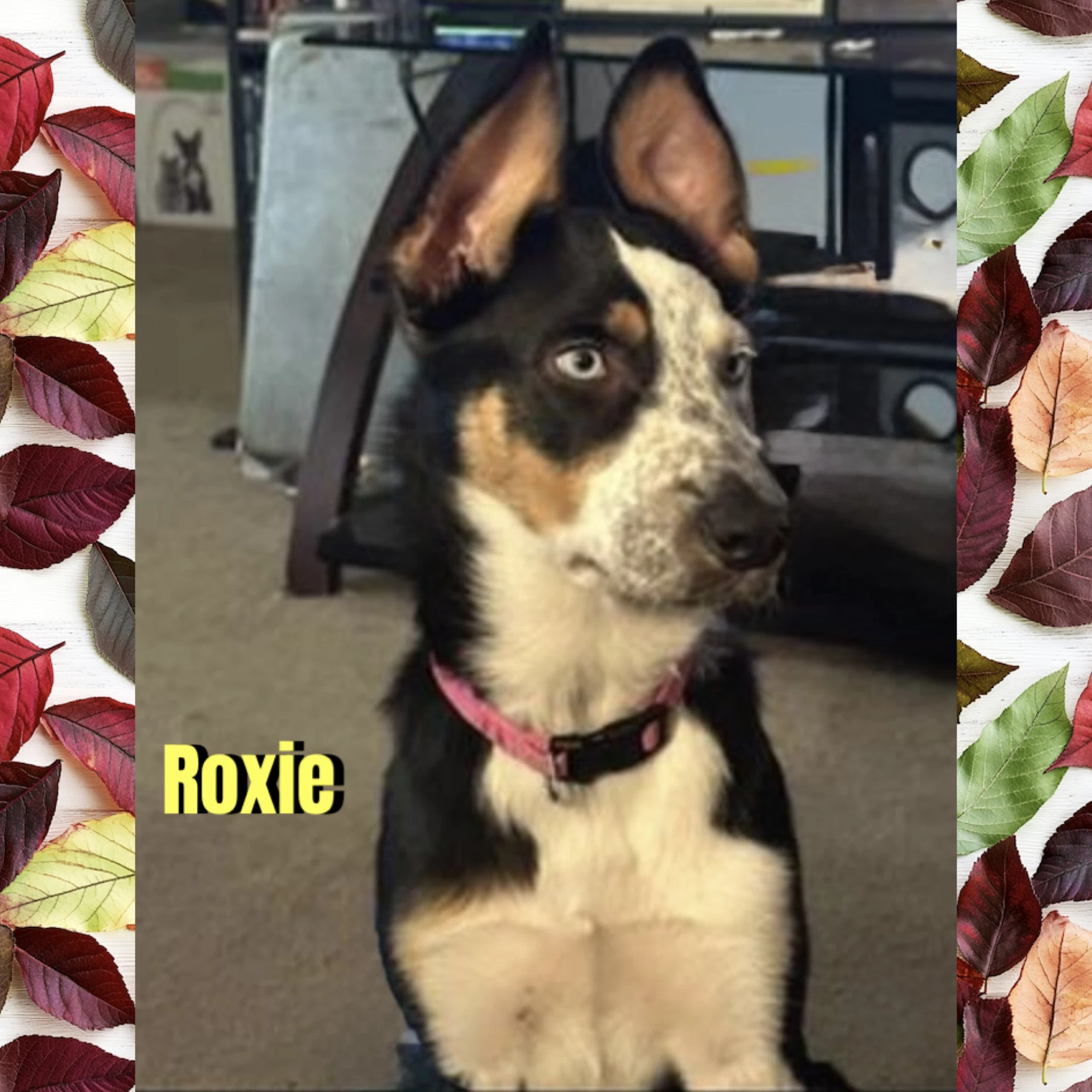 Roxie