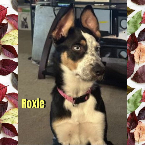 Roxie, a dog for adoption from Beartooth Humane Alliance